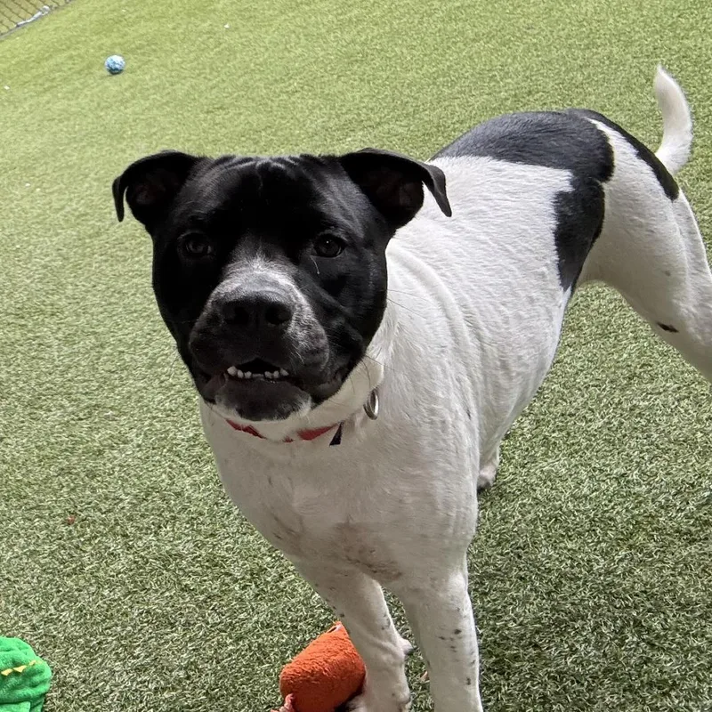 Charley thumbnail 4