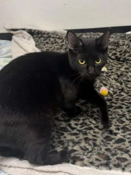 A baby small-sized female Domestic Short Hair cat named Fiona for adoption in West Chester, PA