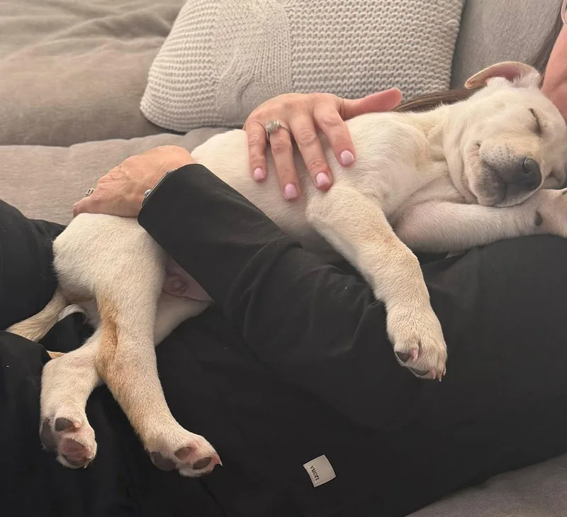 A baby medium-sized male Husky dog named Greenwich for adoption in Germantown, OH