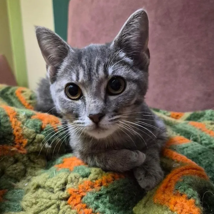 A young medium-sized female Tabby (Gray / Blue / Silver) Domestic Short Hair cat named Haloumi for adoption in Stuart, VA
