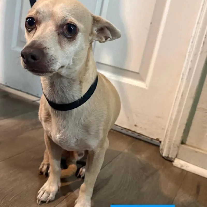 An adult small-sized male Yellow / Tan / Blond / Fawn Chihuahua dog named Buddy for adoption in Tampa, FL