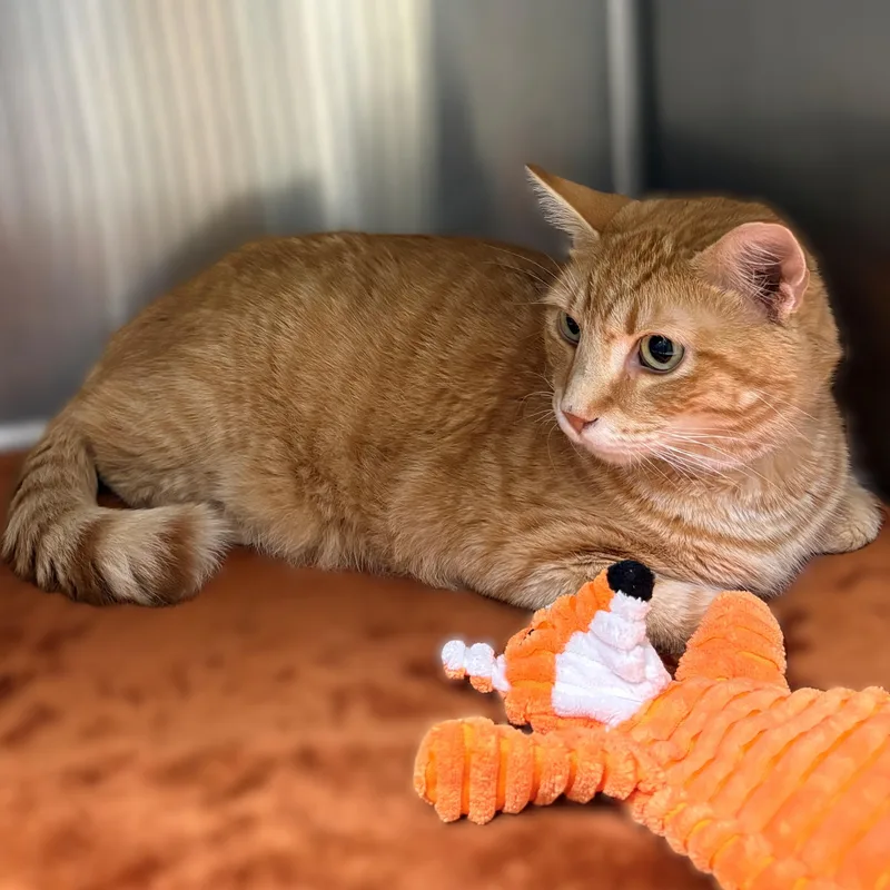 An adult medium-sized male Tabby (Orange / Red) Domestic Short Hair cat named Fallston for adoption in Columbia, MD