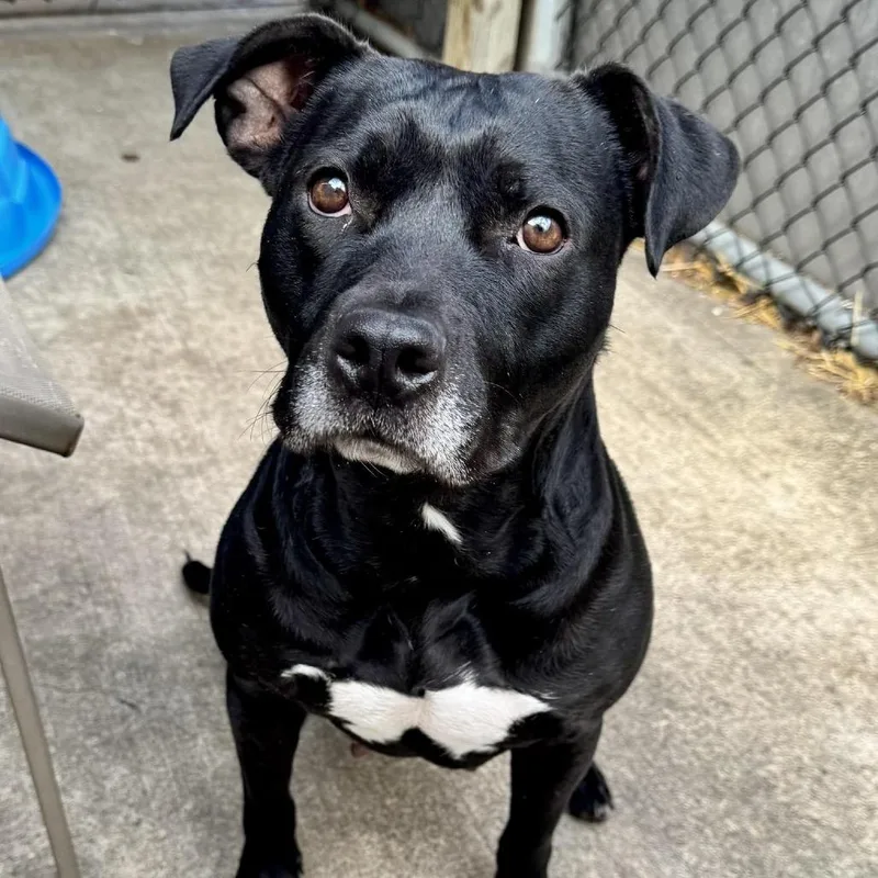 A baby medium-sized female Black Pit Bull Terrier dog named Ada for adoption in Northbrook, IL