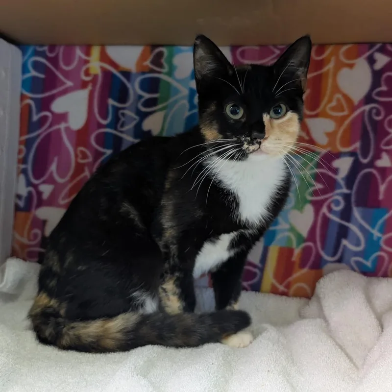 A young medium-sized female Black Domestic Short Hair cat named Guinevere for adoption in Naples, FL