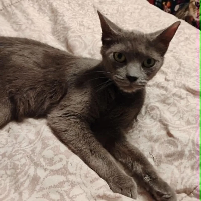 An adult medium-sized male Gray / Blue / Silver Domestic Short Hair cat named Jack Jack for adoption in Bentonville, AR