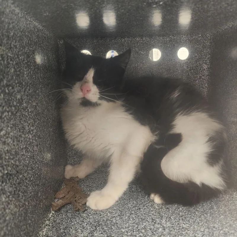 An adult small-sized male White Domestic Short Hair cat named Domino for adoption in Evensville, TN