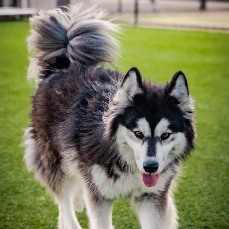 Melody A thumbnail 2