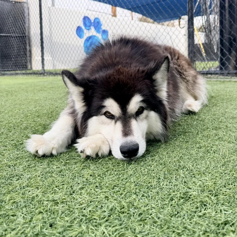 Melody A thumbnail 3