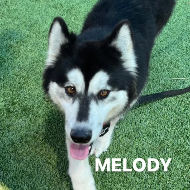 Melody A thumbnail 4