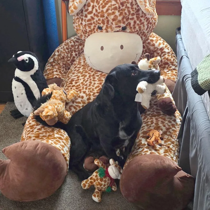 Buddy Holly thumbnail 4