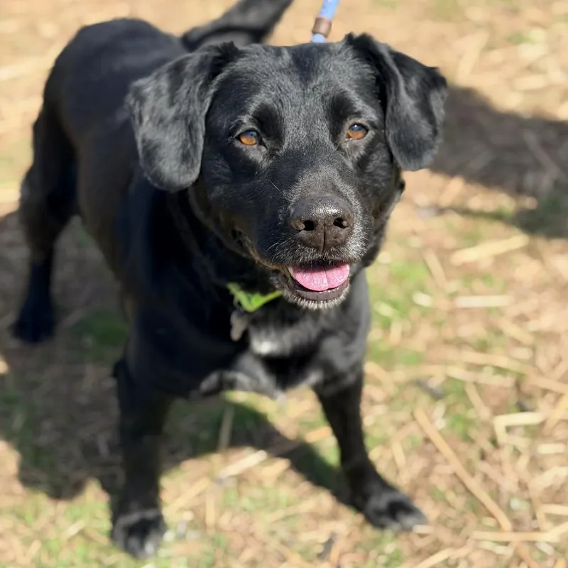 Buddy Holly thumbnail 5