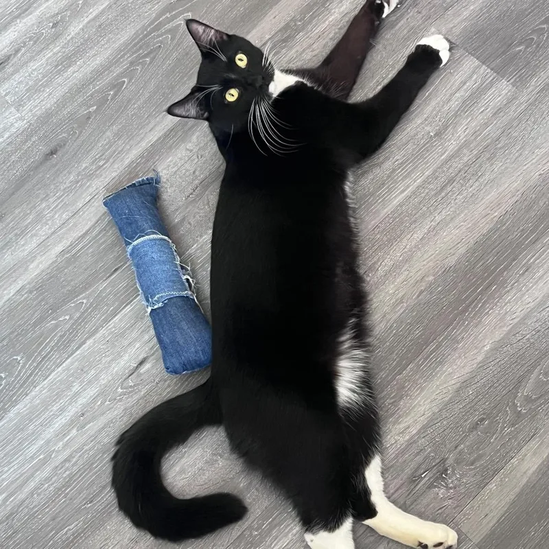 A young medium-sized male Black Domestic Short Hair cat named Moomoo for adoption in Middle Village, NY