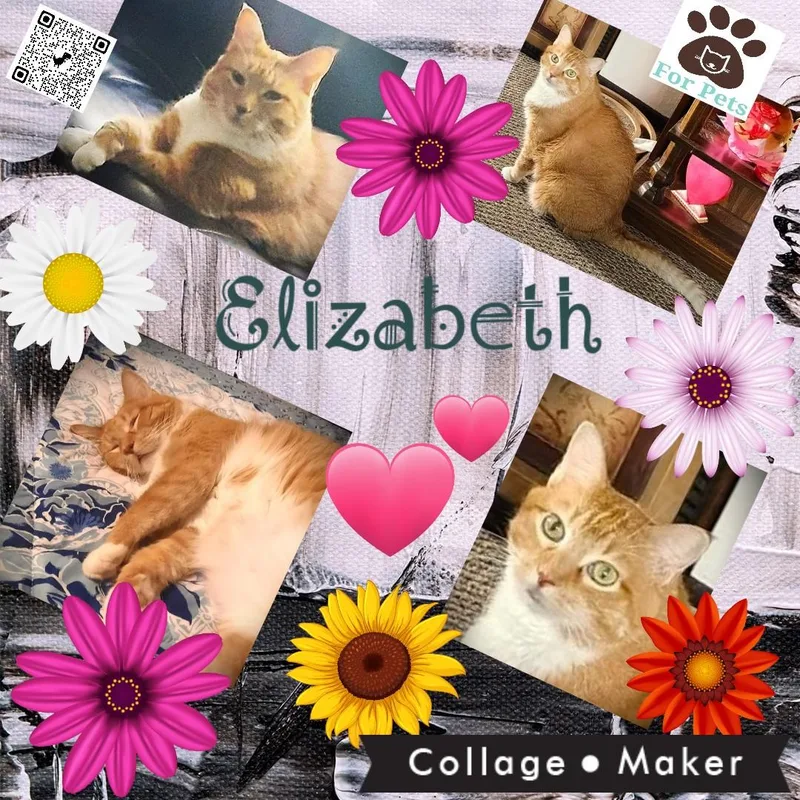 Elizabeth thumbnail 4