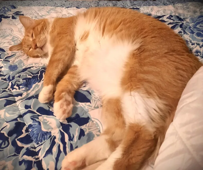 Elizabeth thumbnail 5