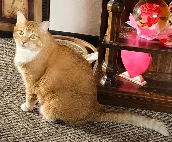 Elizabeth thumbnail 6