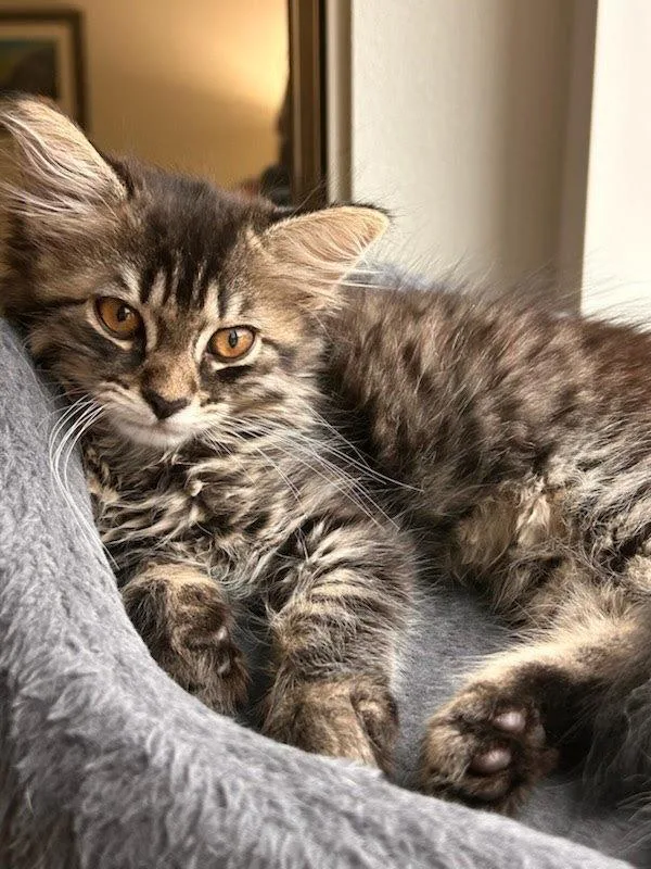 A baby small-sized female Domestic Long Hair cat named Starfish for adoption in Bonsall, CA