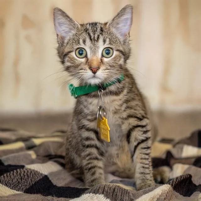 A baby small-sized male Domestic Short Hair cat named Plankton for adoption in St. Louis, MO