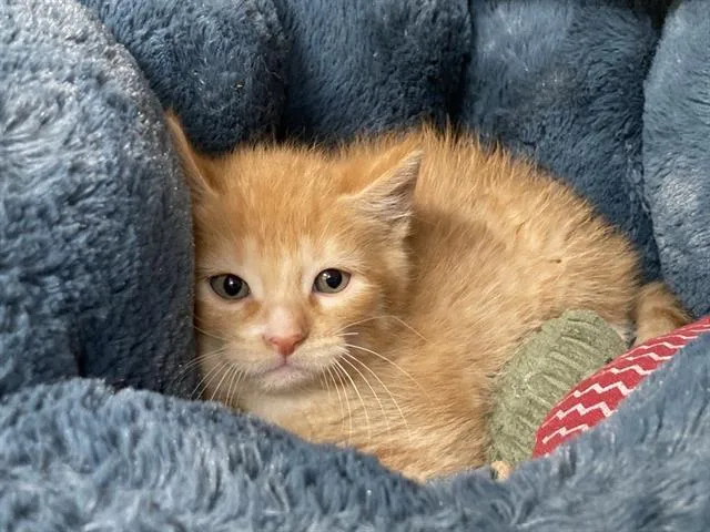 A baby small-sized male Domestic Short Hair cat named Rolltide for adoption in Tustin, CA