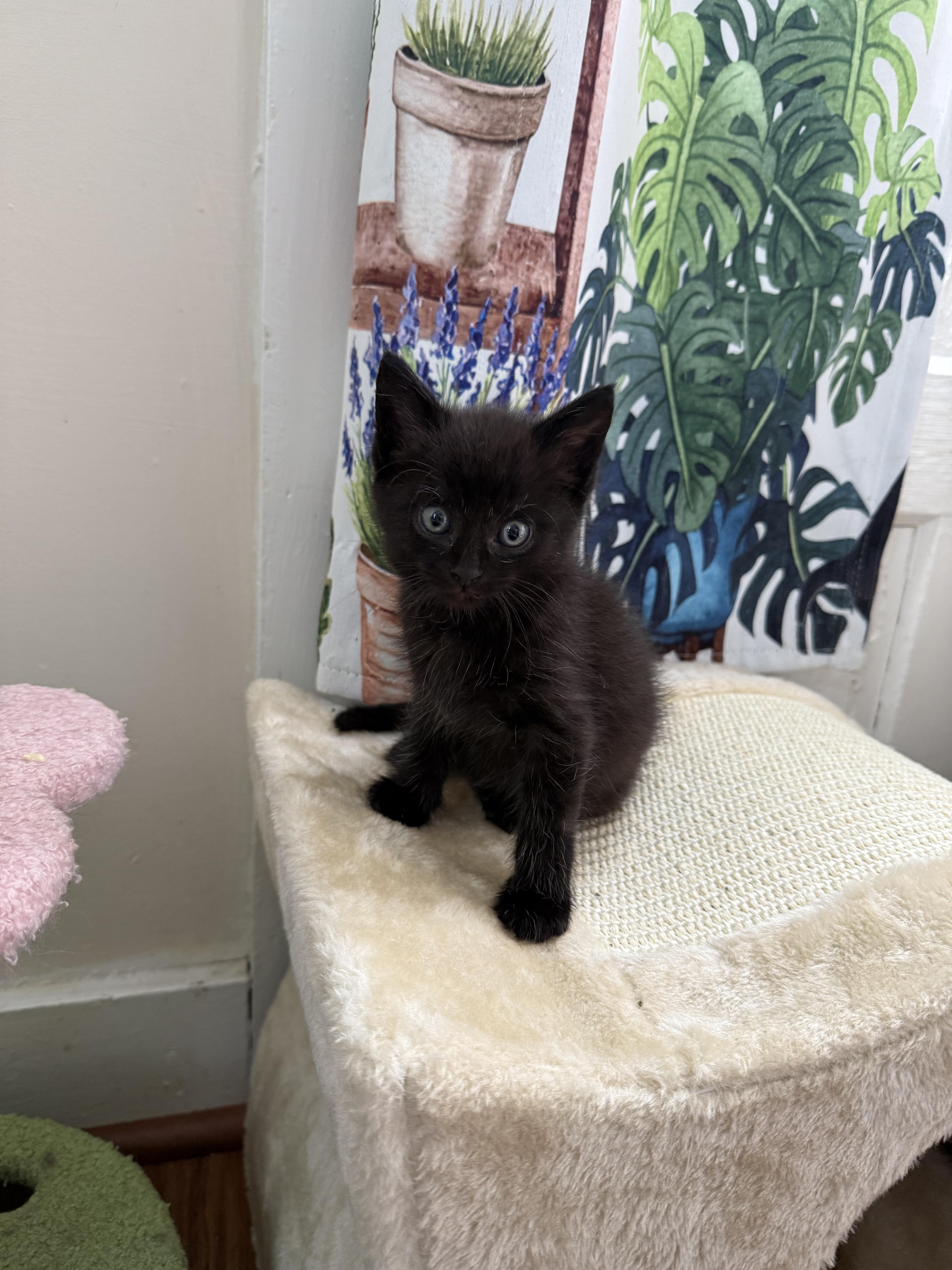 A baby small-sized male Domestic Medium Hair cat named Pepper for adoption in Bethel Park, PA