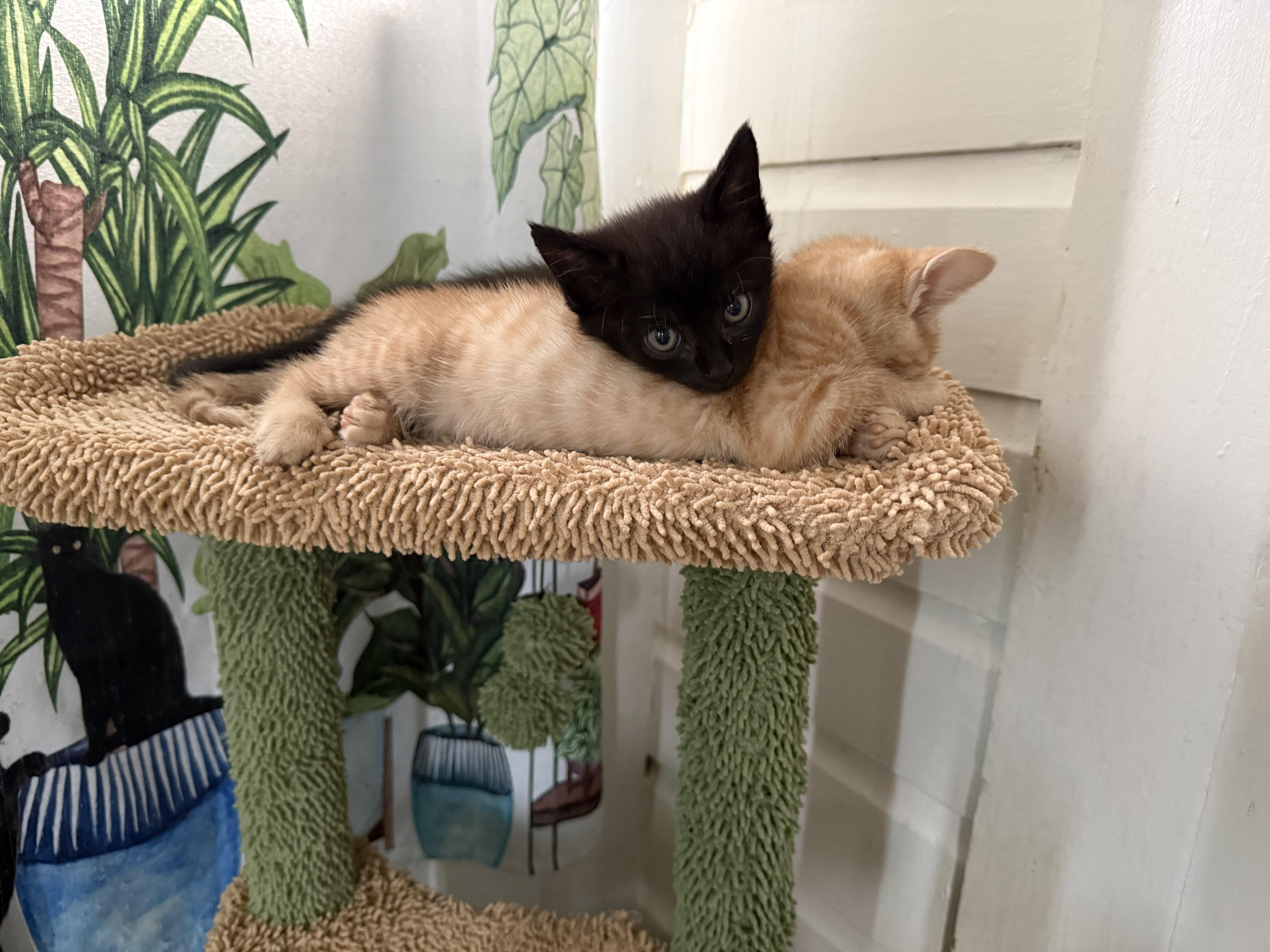 Pepper thumbnail 2
