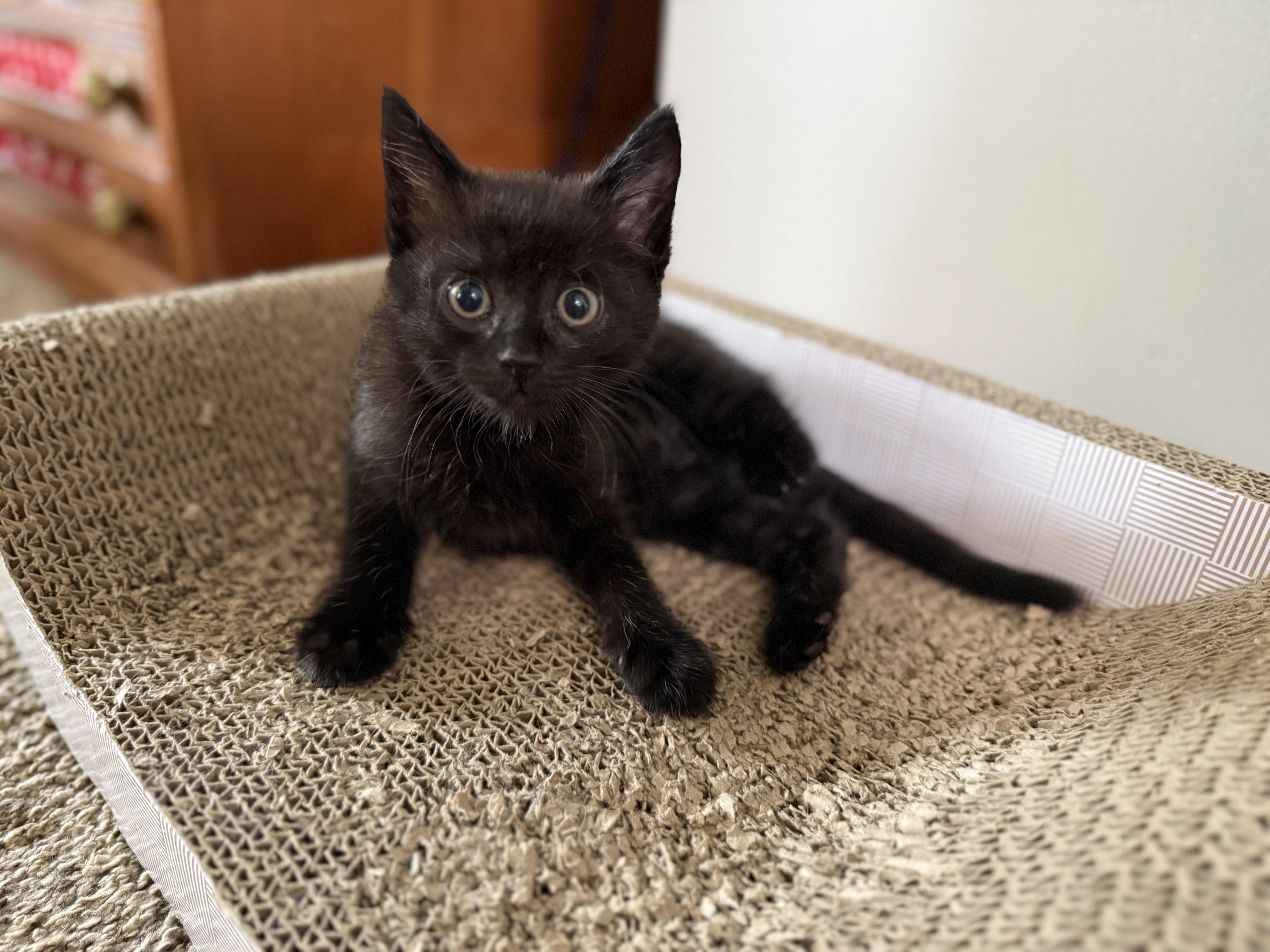 Pepper thumbnail 3