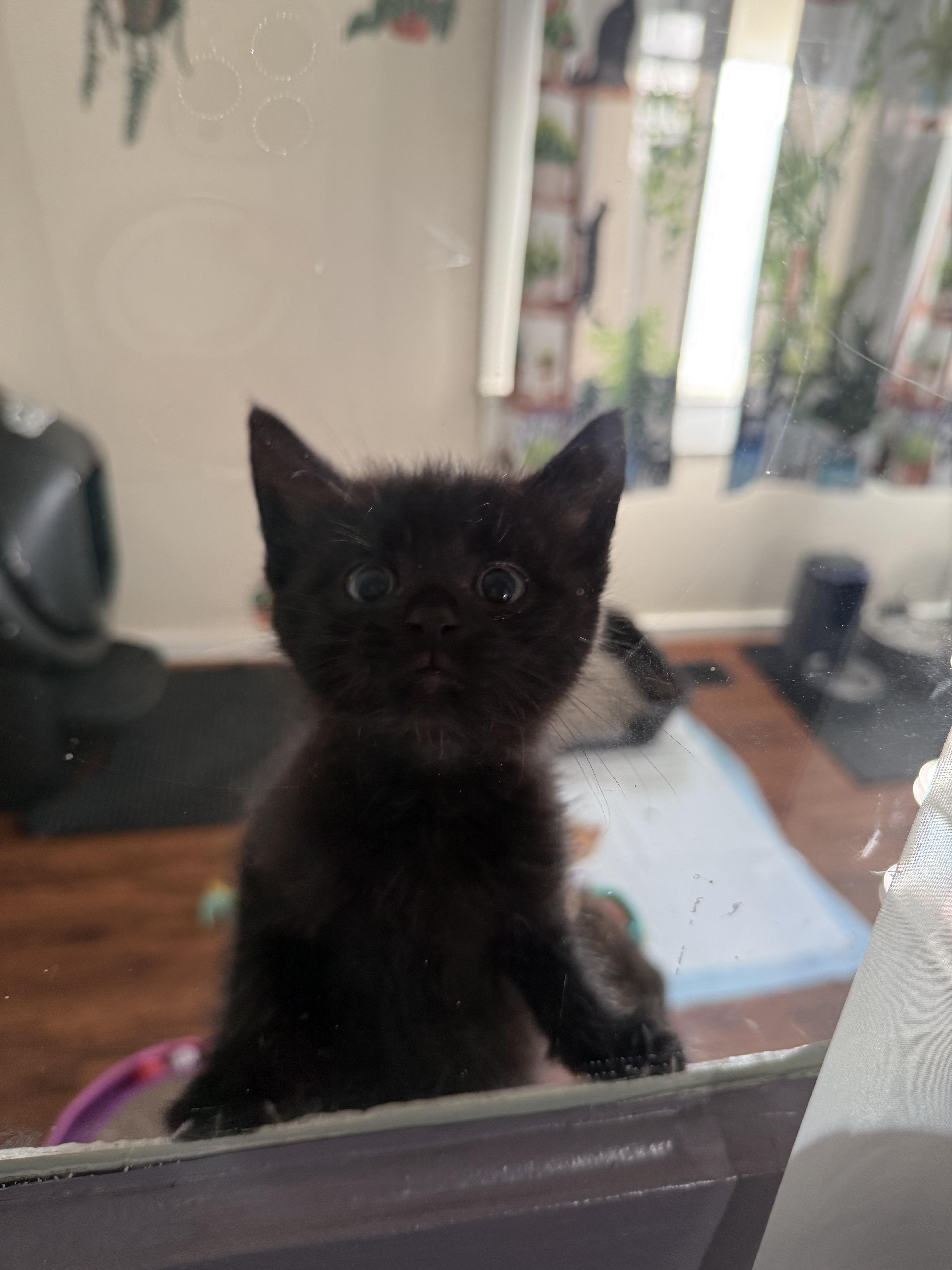 Pepper thumbnail 4