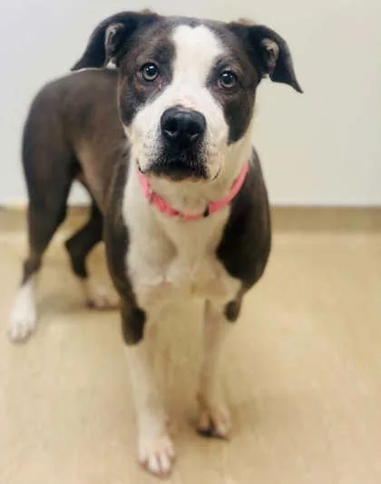 An adult large-sized female Mixed Breed dog named Strawberry Wine for adoption in West Chester, PA