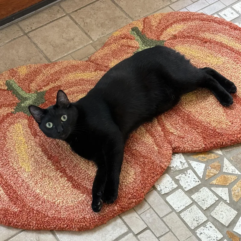 An adult medium-sized male Black Domestic Short Hair cat named Merlin for adoption in Cibolo, TX