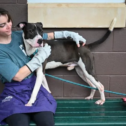 An adult medium-sized male Mixed Breed dog named Edwin for adoption in Chamblee, GA