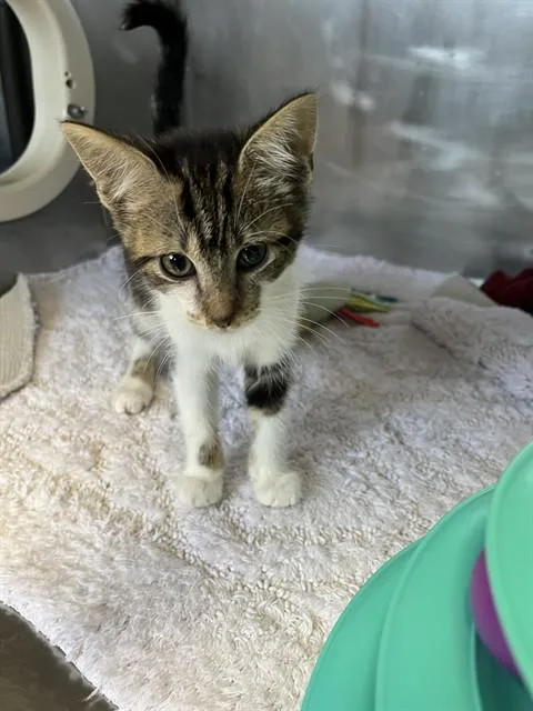 A baby small-sized female Tabby (Brown / Chocolate) Domestic Short Hair cat named Pebbles A for adoption in San Andreas, CA