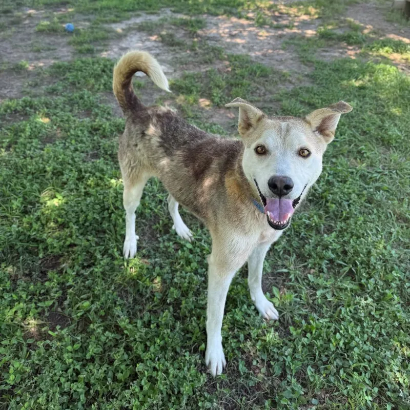 An adult medium-sized female Brown / Chocolate Husky dog named Otter for adoption in Carencro, LA
