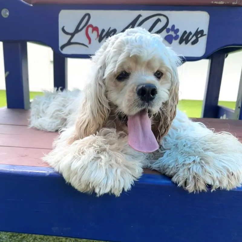 A young medium-sized male Yellow / Tan / Blond / Fawn Cocker Spaniel dog named Blaze for adoption in Sarasota, FL
