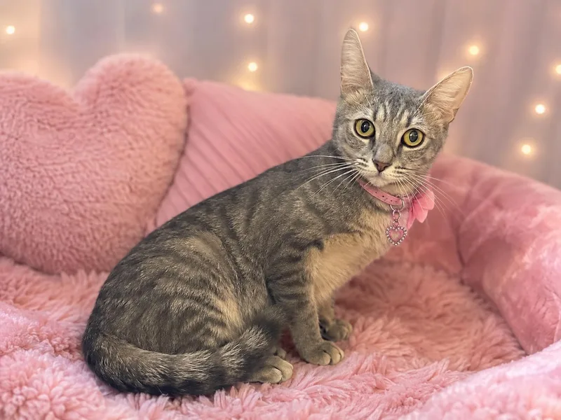 An adult medium-sized female Tabby (Gray / Blue / Silver) Domestic Short Hair cat named Asher for adoption in Jacksonville, FL
