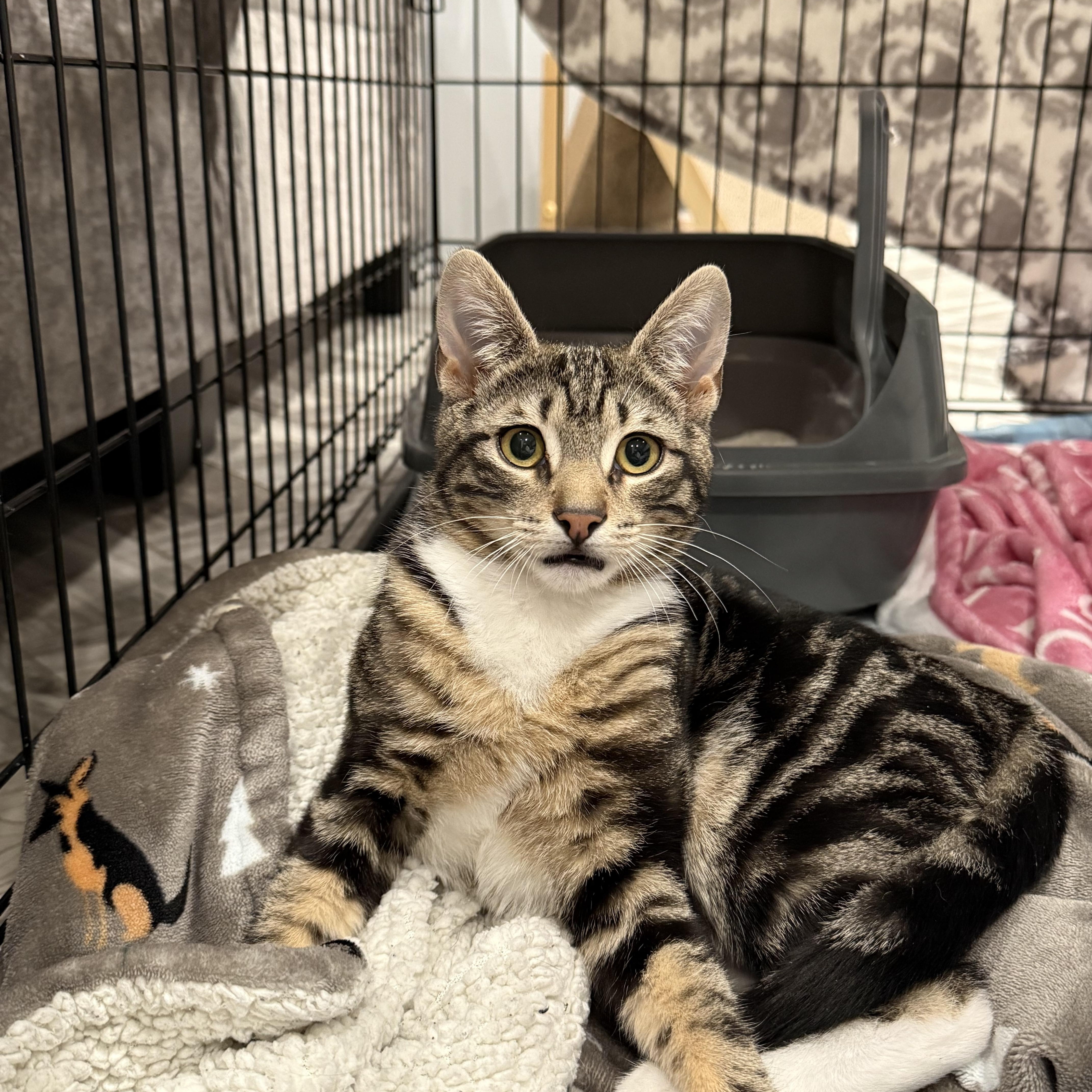 A young small-sized male Tabby (Gray / Blue / Silver) Domestic Short Hair cat named Tygra for adoption in South Ozone Park, NY