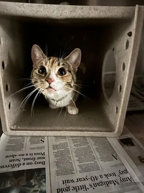 A young medium-sized female Domestic Short Hair cat named Catalope for adoption in Lancaster, CA