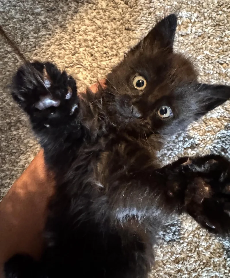 A baby small-sized male Domestic Medium Hair cat named Johnny Cash for adoption in Lockport, IL
