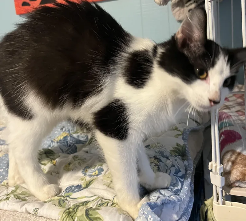 A baby medium-sized female Domestic Medium Hair cat named May for adoption in Moline, IL