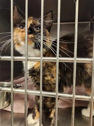 An adult small-sized female Domestic Medium Hair cat named Maple for adoption in Fallston, MD