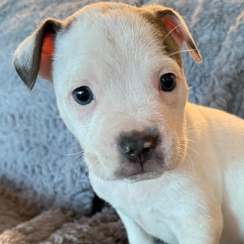 A baby medium-sized female White / Cream Pit Bull Terrier dog named Ruby Red Delicious for adoption in Austin, TX