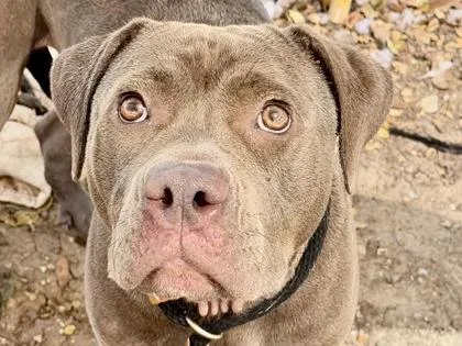 An adult medium-sized female Gray / Blue / Silver Mixed Breed dog named Clementine for adoption in Georgetown, TX