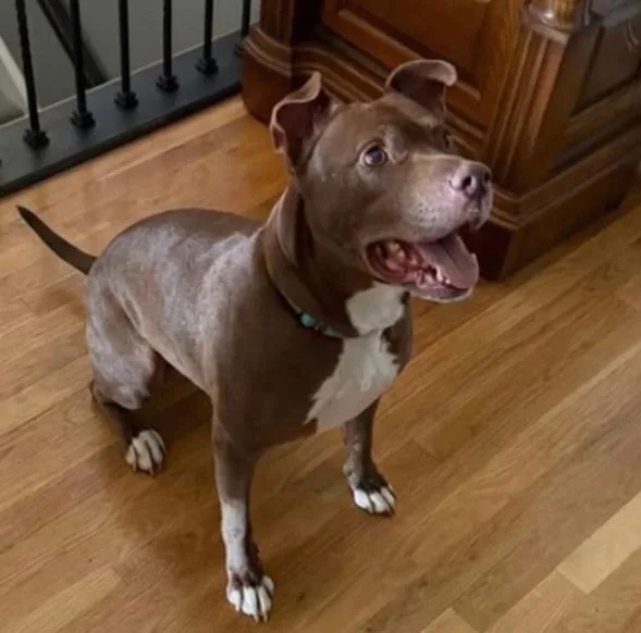 An adult large-sized male Pit Bull Terrier dog named Lucky for adoption in Roswell, GA