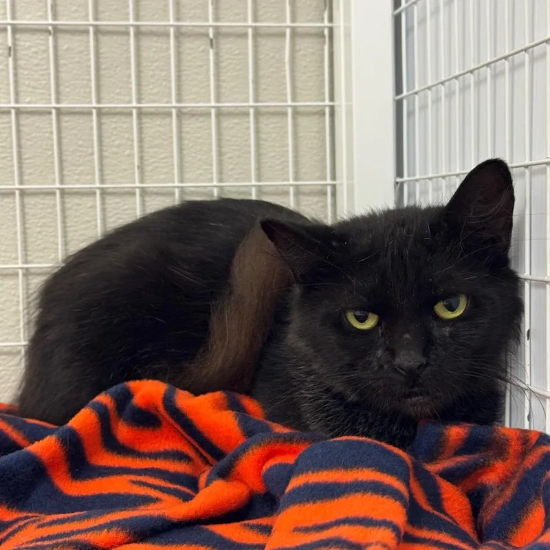An adult medium-sized female Domestic Medium Hair cat named Lucille for adoption in Columbiana, AL