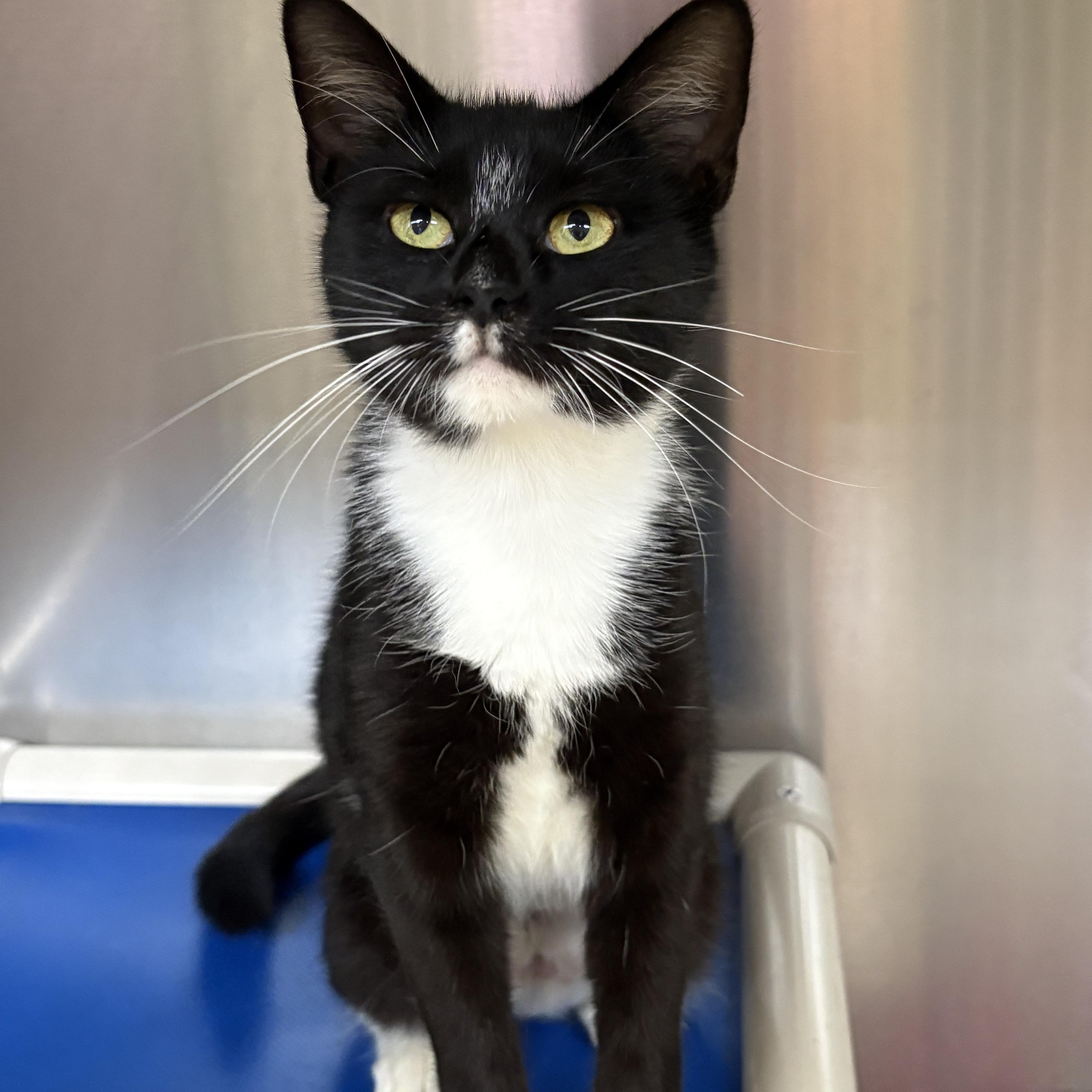 A young medium-sized female Black & White / Tuxedo Domestic Short Hair cat named Brandi for adoption in Wantagh, NY