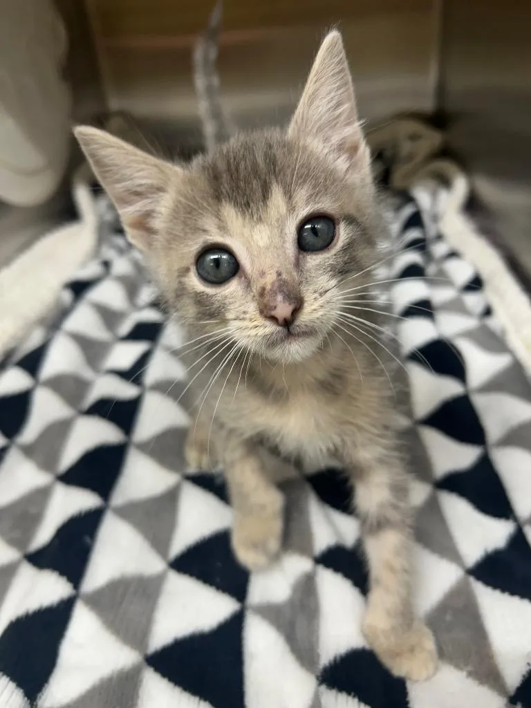 A baby medium-sized female Domestic Short Hair cat named Riley for adoption in Seven Points, TX