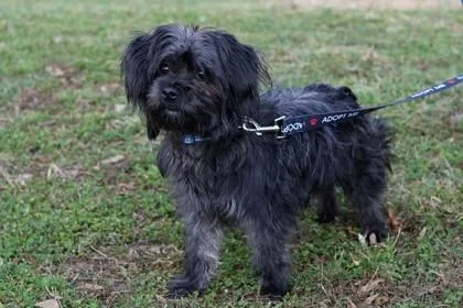 Ollie Fka Toto thumbnail 2