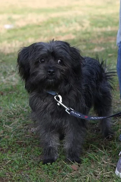 Ollie Fka Toto thumbnail 3