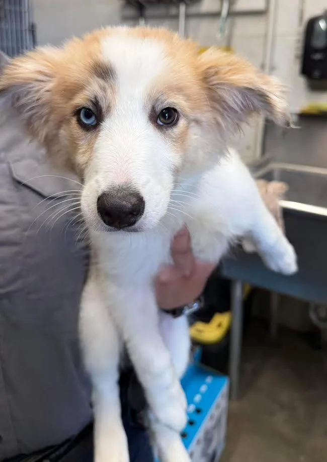 A young small-sized female Apricot / Beige Australian Shepherd dog named Lassie for adoption in Oakdale, CA