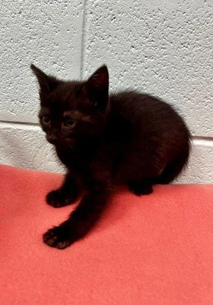 An adult small-sized female Domestic Short Hair cat named Maytag for adoption in Spruce Pine, NC