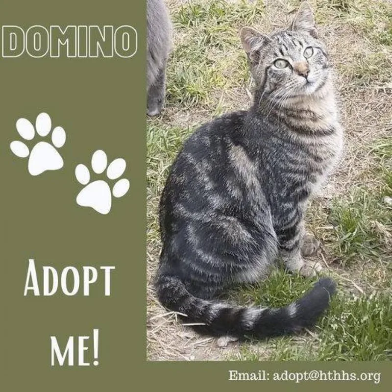 An adult small-sized male Domestic Short Hair cat named Domino for adoption in Nashville, GA