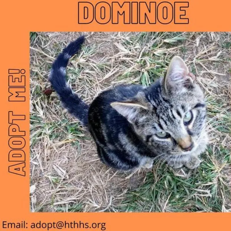 Domino thumbnail 2